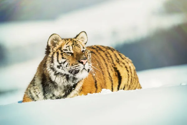 Tigre Siberiano Taiga Invierno Tigre Siberiano Yaciendo Nieve Una Taiga —  Fotos de Stock
