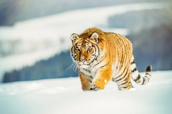 Tigre Corre Detrás Presa Caza Presa Tajga Invierno Frío Tigre —  Fotos de Stock