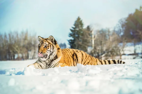 Retrato Tigre Invierno Frío Tigre Naturaleza Salvaje Del Invierno Escena —  Fotos de Stock