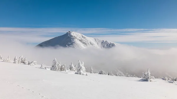 Winter ridges of the Krkonose Mountains, in the background of Snezka mountain, the highest mountain in the Czech Republic. Trees covered with frost