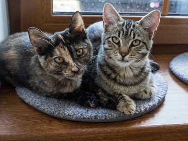 İki kedi üzerinde bir pencere yalan portresi. Penceresinde iki şirin yavru kedi.