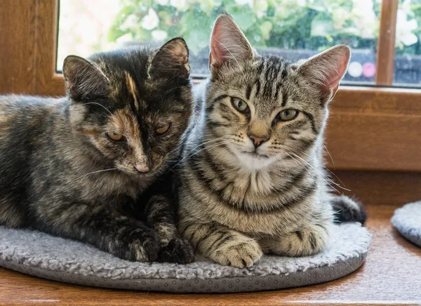 Portrait of two cats lying on a window. Two cute kittens on the window.