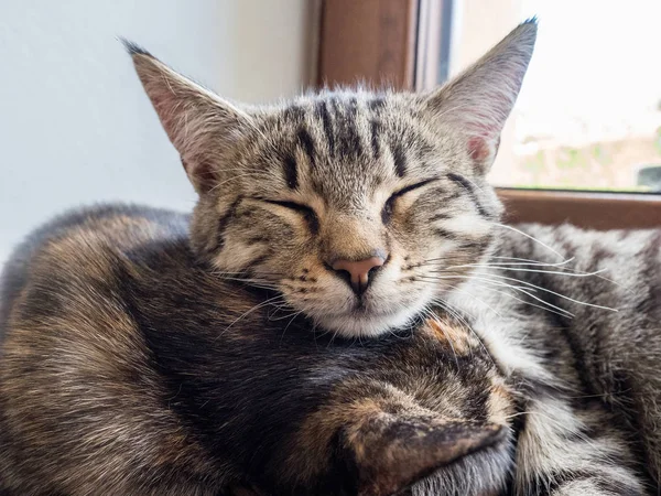 Πορτραίτο Του Δύο Γάτες Ξαπλωμένος Ένα Παράθυρο Δύο Χαριτωμένα Γατάκια — Φωτογραφία Αρχείου