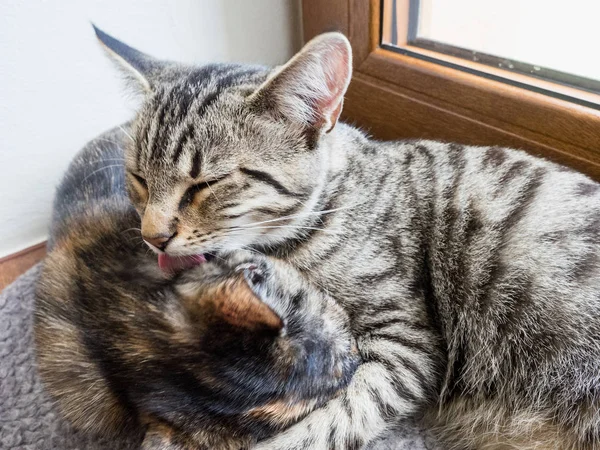 Porträtt Två Katter Liggande Ett Fönster Två Söta Kattungar Fönstret — Stockfoto