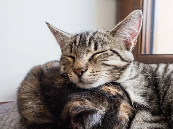 Portrait of two cats lying on a window. Two cute kittens on the window.