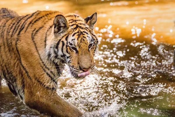 Tiger runs behind the prey. Hunt the prey in tajga in summer time. Tiger in wild summer nature. Action wildlife scene, danger animal.