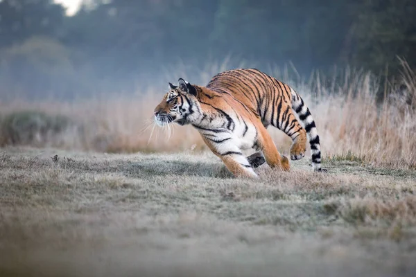 Tijger loopt achter de prooi. Jagen de prooi in tajga in zomertijd. Tiger in de zomer van de wilde natuur. Actie wild scène, gevaar dier. Rechtenvrije Stockafbeeldingen