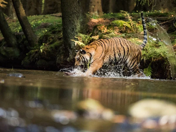 タイガーは 水で獲物の背後に実行されます 暑い夏の日に Tajga で獲物を追い詰めます 野性の虎 アクション野生動物シーン 危険な動物 美しい Tajga ストック写真