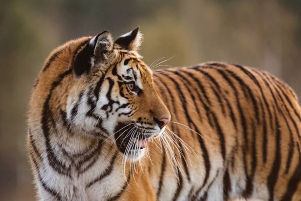 Tiger portrait. Tiger in wild nature. Action wildlife scene, danger animal. eautiful Siberian tiger in tajga, Russia.