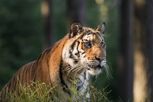 タイガーの肖像画 夏の時間で Tajga のタイガー 野生の夏の自然の中の虎 危険な動物 野生動物シーン アクション 美しい Tajga ストック画像