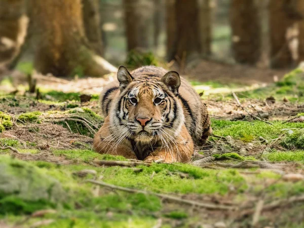 Tiger portrait. Tiger in wild nature. Action wildlife scene, danger animal. eautiful Siberian tiger in tajga, Russia.
