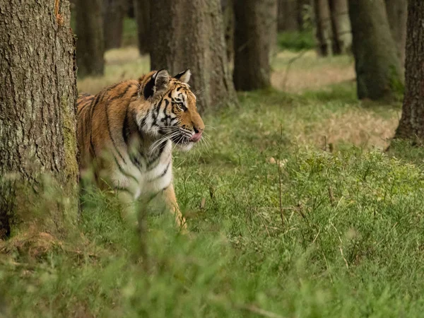 Tiger portrait. Tiger in wild nature. Action wildlife scene, danger animal. Beautiful Siberian tiger in tajga.