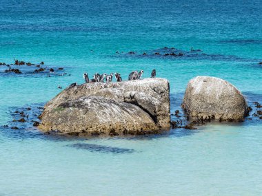 Kayalar Beach Simons şehirdeki penguenler. Güneşli bir plaj penguenleri kolonisi. Cape Town, Afrika