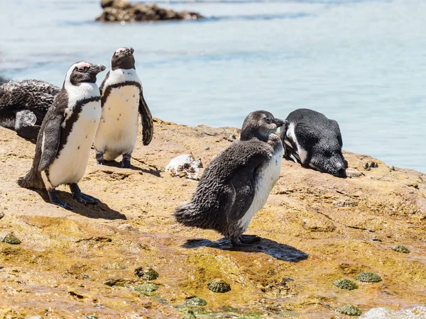 Pinguins Praia Dos Pedregulhos Simons Town Colónia Pinguins Praia Num — Fotografia de Stock