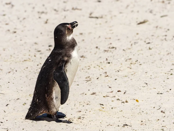 Pinguim Africano Uma Praia Ensolarada Cidade Simons Colónia Pinguins Praia — Fotografia de Stock