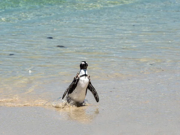 在西蒙斯镇阳光明媚的海滩上的非洲企鹅 在阳光明媚的日子里 海滩上的企鹅群体 开普敦 — 图库照片