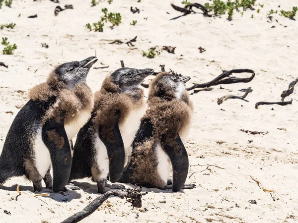 Bebês Pinguins Estão Aquecendo Sol Praia Dia Ensolarado Cidade Cabo — Fotografia de Stock