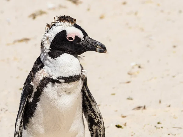 Pinguim Africano Uma Praia Ensolarada Cidade Simons Colónia Pinguins Praia — Fotografia de Stock