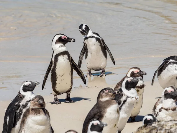 在西蒙斯镇阳光明媚的海滩上 一群非洲企鹅 在阳光明媚的日子里 海滩上的企鹅群体 开普敦 — 图库照片
