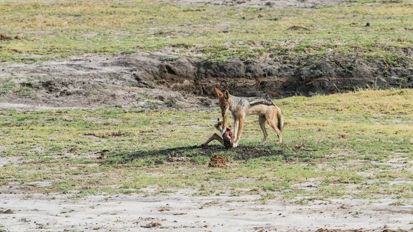黑背野狗 Canis Mesomelas 在野生动物吃羚羊 — 图库照片