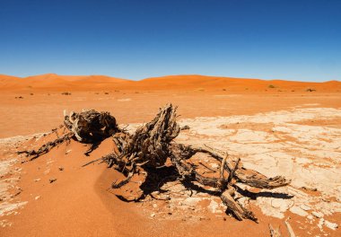 Ölü Camelthorn ağaç ve kökleri kırmızı tepeleri ve Deadvlei, tuz pan Sossusvlei mavi gökyüzünde karşı. Namib-Naukluft Milli Parkı, Namibya, Afrika