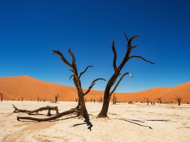 Ölü Camelthorn ağaç ve kökleri kırmızı tepeleri ve Deadvlei, tuz pan Sossusvlei mavi gökyüzünde karşı. Namib-Naukluft Milli Parkı, Namibya, Afrika