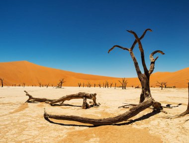 Ölü Camelthorn ağaç ve kökleri kırmızı tepeleri ve Deadvlei, tuz pan Sossusvlei mavi gökyüzünde karşı. 450 yıl yaşlı ölü ağaçlar. Namib-Naukluft Milli Parkı, Namibya, Afrika