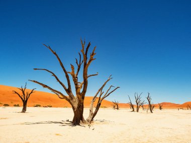 Ölü Camelthorn ağaç ve kökleri kırmızı tepeleri ve Deadvlei, tuz pan Sossusvlei mavi gökyüzünde karşı. 450 yıl yaşlı ölü ağaçlar. Namib-Naukluft Milli Parkı, Namibya, Afrika