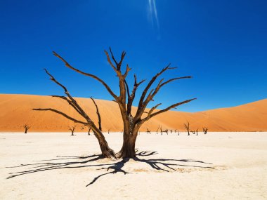 Ölü Camelthorn ağaç ve kökleri kırmızı tepeleri ve Deadvlei, tuz pan Sossusvlei mavi gökyüzünde karşı. 450 yıl yaşlı ölü ağaçlar. Namib-Naukluft Milli Parkı, Namibya, Afrika