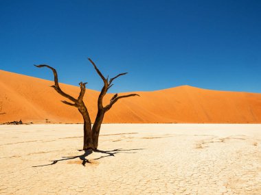Ölü Camelthorn ağaç ve kökleri kırmızı tepeleri ve Deadvlei, tuz pan Sossusvlei mavi gökyüzünde karşı. 450 yıl yaşlı ölü ağaçlar. Namib-Naukluft Milli Parkı, Namibya, Afrika
