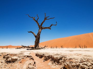 Ölü Camelthorn ağaç ve kökleri kırmızı tepeleri ve Deadvlei, tuz pan Sossusvlei mavi gökyüzünde karşı. 450 yıl yaşlı ölü ağaçlar. Namib-Naukluft Milli Parkı, Namibya, Afrika