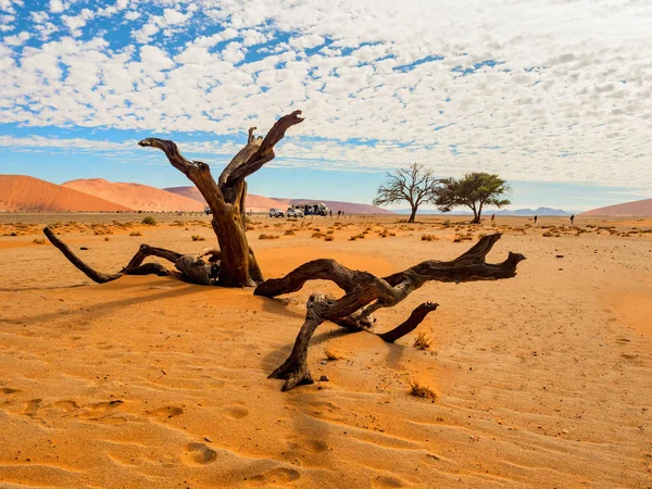 Camelthorn Morto Alberi Radici Contro Dune Rosse Cielo Blu Deadvlei — Foto Stock