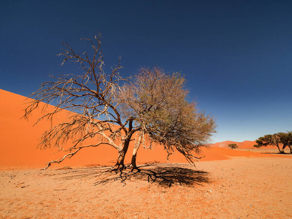Dead Camelthorn trees and roots against red dunes and blue sky in Deadvlei, salt pan Sossusvlei. 450 year old dead trees. Namib-Naukluft National Park, Namibia, Africa