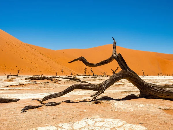 Camelthorn Morto Alberi Radici Contro Dune Rosse Cielo Blu Deadvlei — Foto Stock