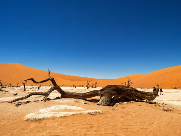 Camelthorn Morto Alberi Radici Contro Dune Rosse Cielo Blu Deadvlei — Foto Stock