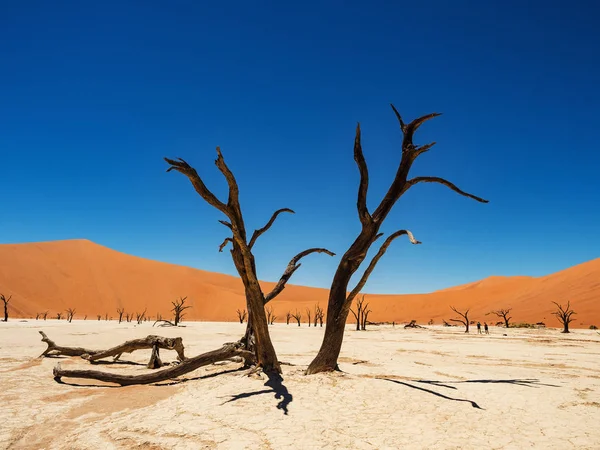 Camelthorn Morto Alberi Radici Contro Dune Rosse Cielo Blu Deadvlei — Foto Stock