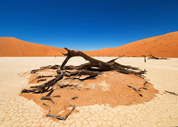 Camelthorn Morto Alberi Radici Contro Dune Rosse Cielo Blu Deadvlei — Foto Stock