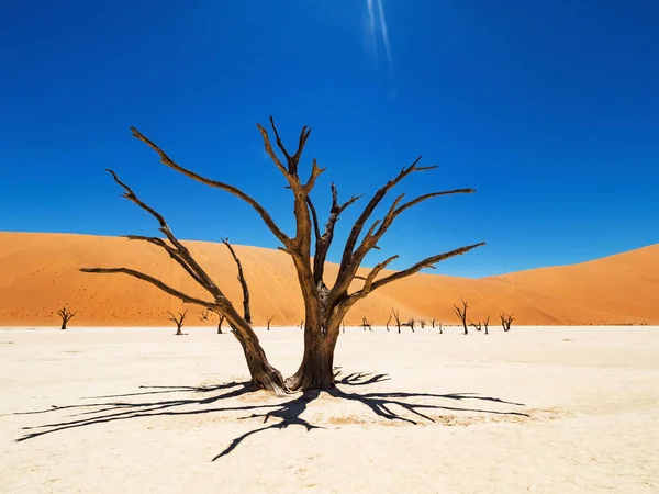 Camelthorn Morto Alberi Radici Contro Dune Rosse Cielo Blu Deadvlei — Foto Stock