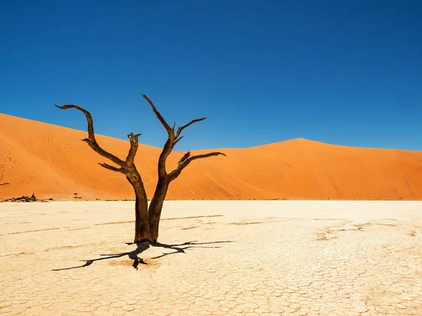 Camelthorn Morto Alberi Radici Contro Dune Rosse Cielo Blu Deadvlei — Foto Stock