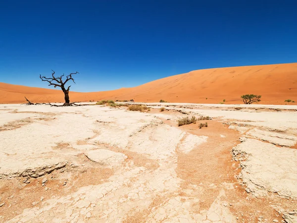 Camelthorn Morto Alberi Radici Contro Dune Rosse Cielo Blu Deadvlei — Foto Stock