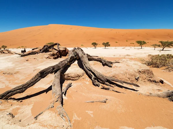 Camelthorn Morto Alberi Radici Contro Dune Rosse Cielo Blu Deadvlei — Foto Stock