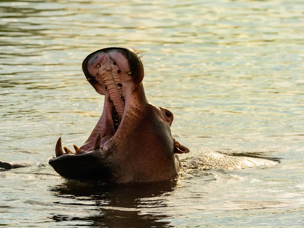 Hippo in Zambezi river showing warning with mouth wide open. Hippo in the Zambezi River at sunset, Zambia