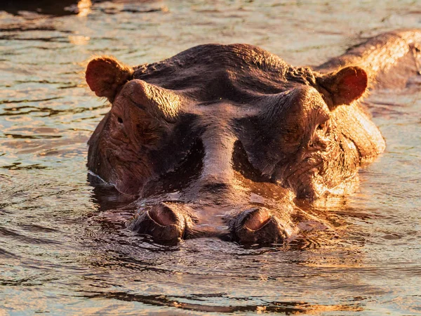 Hippo Zambezi Rivier Tonen Waarschuwing Met Mond Wijd Open Hippo — Stockfoto