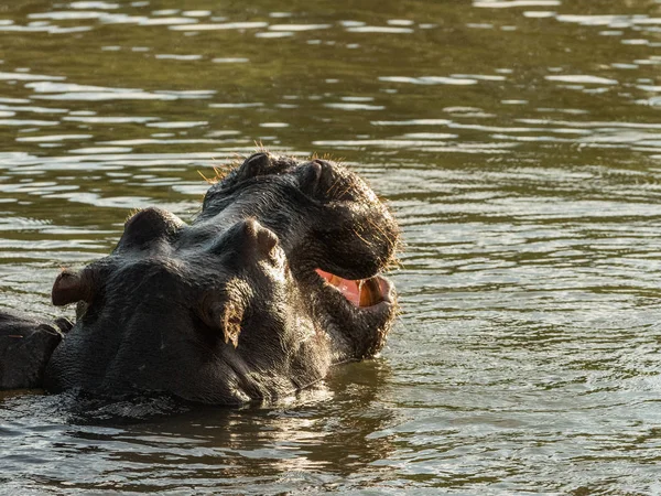 Hippo in Zambezi river showing warning with mouth wide open. Hippo in the Zambezi River at sunset, Zambia