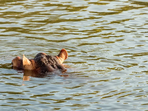Hippo Zambezi River Showing Warning Mouth Wide Open Hippo Zambezi — Stock Photo, Image