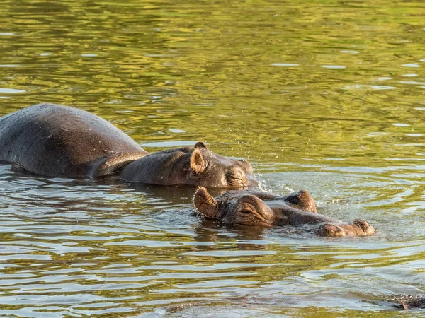 Hipopótamo Río Zambezi Mostrando Advertencia Con Boca Abierta Hipopótamo Río — Foto de Stock