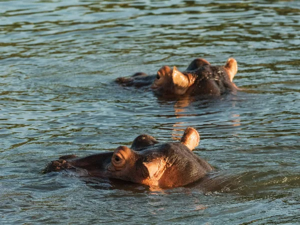 Hippo in Zambezi river showing warning with mouth wide open. Hippo in the Zambezi River at sunset, Zambia