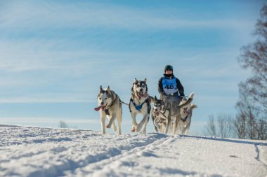 Dört husky kızak köpekleri karlı bir wilderness yolda çalışan bir ekip. Kış Çek kırsal kesimde husky köpekleri ile kızak. Bir takım kış manzara Husky köpek.