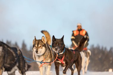Dört husky kızak köpekleri karlı bir wilderness yolda çalışan bir ekip. Kış Çek kırsal kesimde husky köpekleri ile kızak. Husky köpek kış manzara içinde bir takım. Köpek Köpek yarışlarında hounds bir grup.