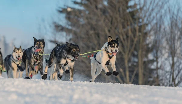 Een Team Van Vier Husky Sledehonden Draait Een Besneeuwde Weg — Stockfoto